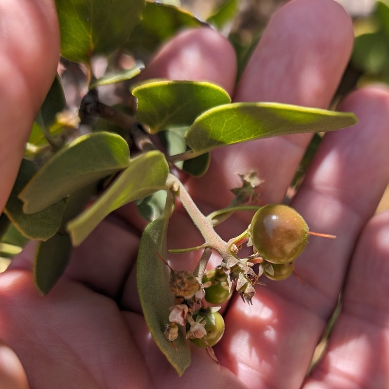Arctostaphylos parryana subsp. desertica photo 8