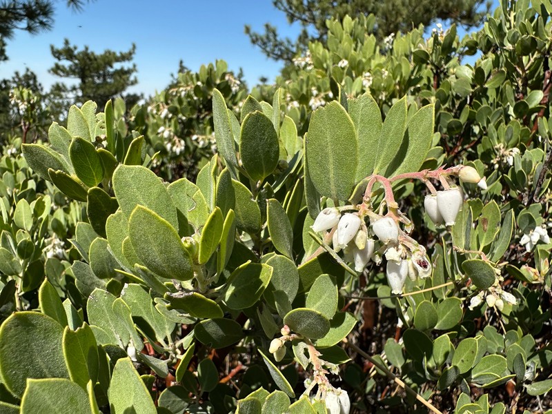 Arctostaphylos parryana subsp. parryana