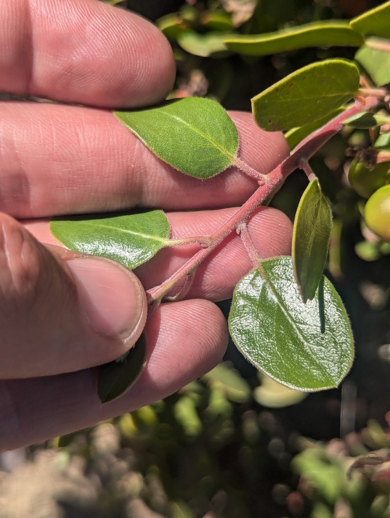 Arctostaphylos parryana subsp. parryana photo 2