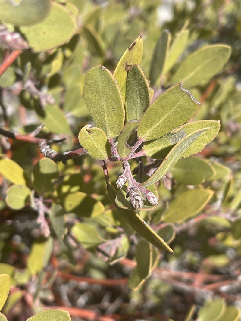 Arctostaphylos parryana subsp. parryana photo 3