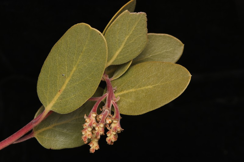 Arctostaphylos parryana subsp. parryana photo 4