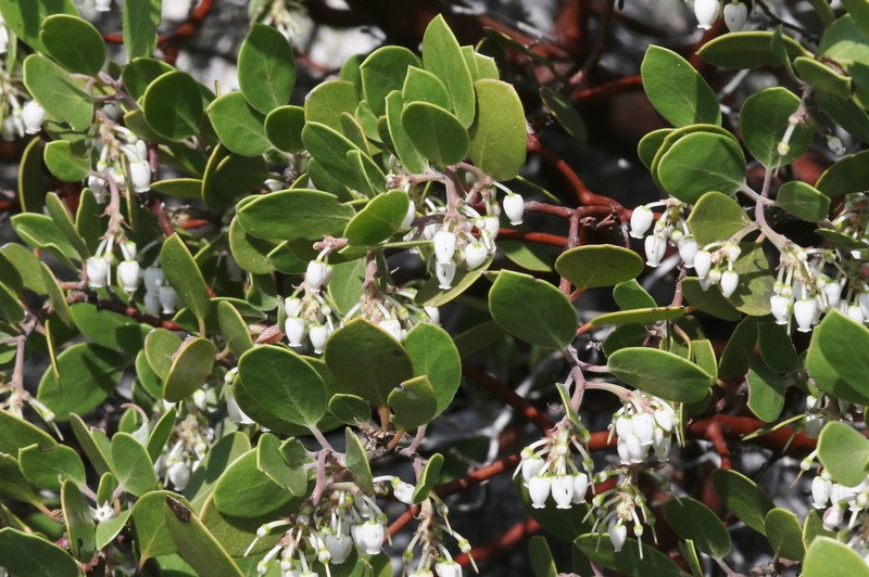 Arctostaphylos parryana subsp. parryana photo 5