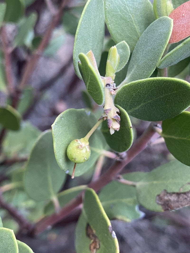 Arctostaphylos parryana subsp. parryana photo 6