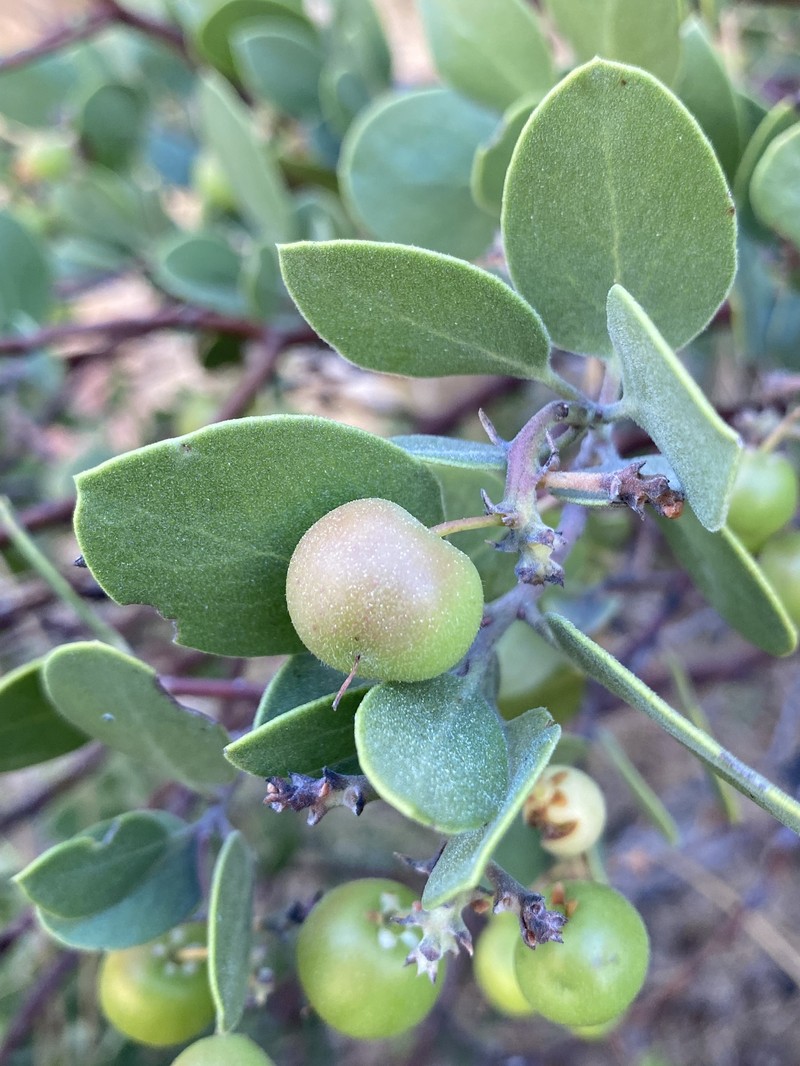 Arctostaphylos parryana subsp. parryana photo 7