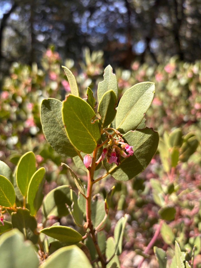 Arctostaphylos parryana subsp. tumescens