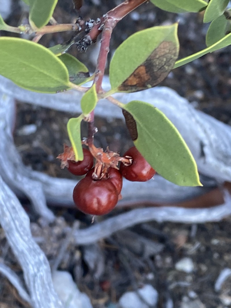Arctostaphylos parryana subsp. tumescens photo 2