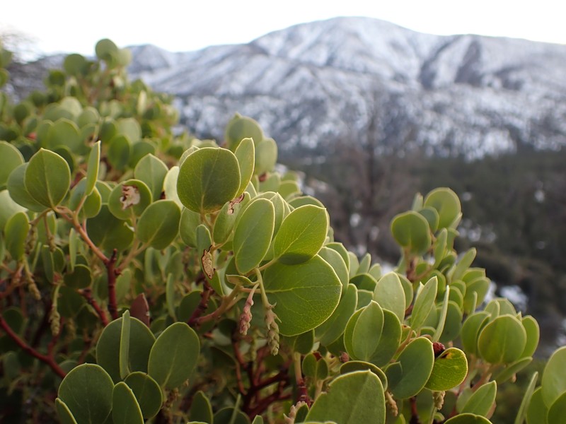 Arctostaphylos parryana subsp. tumescens photo 3