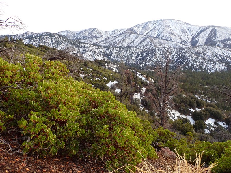 Arctostaphylos parryana subsp. tumescens photo 4