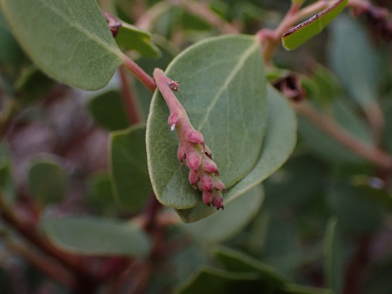 Arctostaphylos parryana subsp. tumescens photo 5