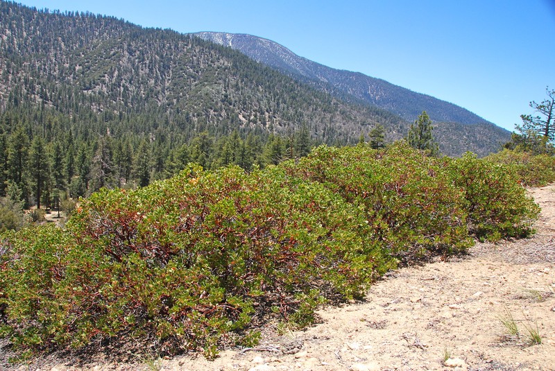 Arctostaphylos parryana subsp. tumescens photo 6