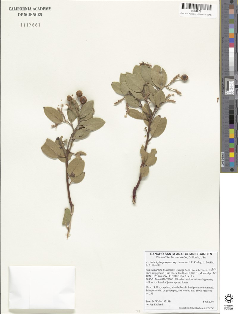 Arctostaphylos parryana subsp. tumescens photo 7