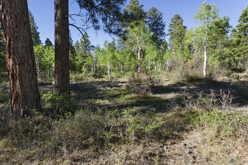 Small-Leaf Manzanita