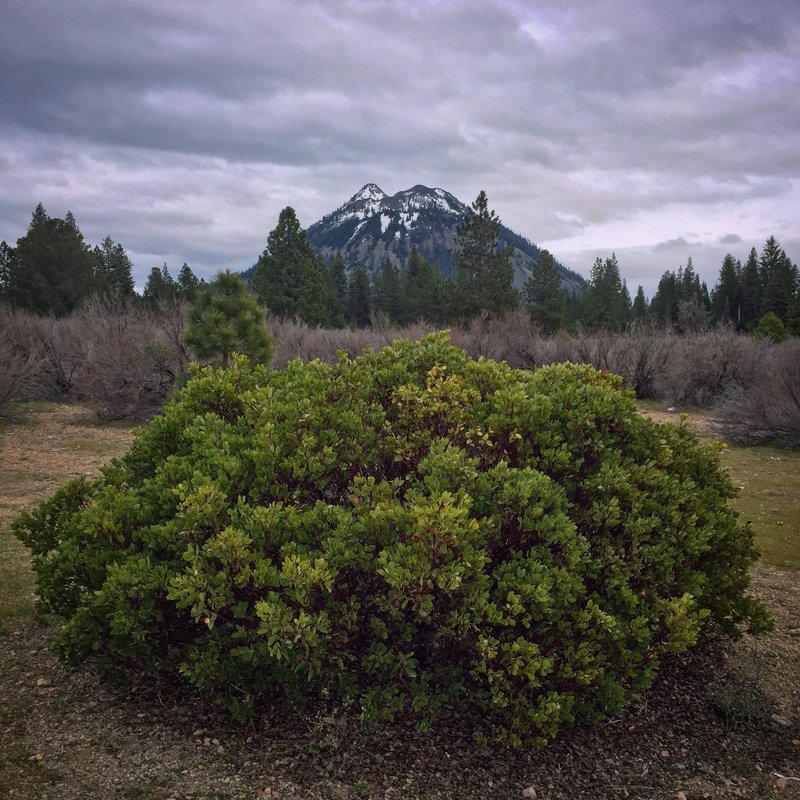 Greenleaf Manzanita photo 2