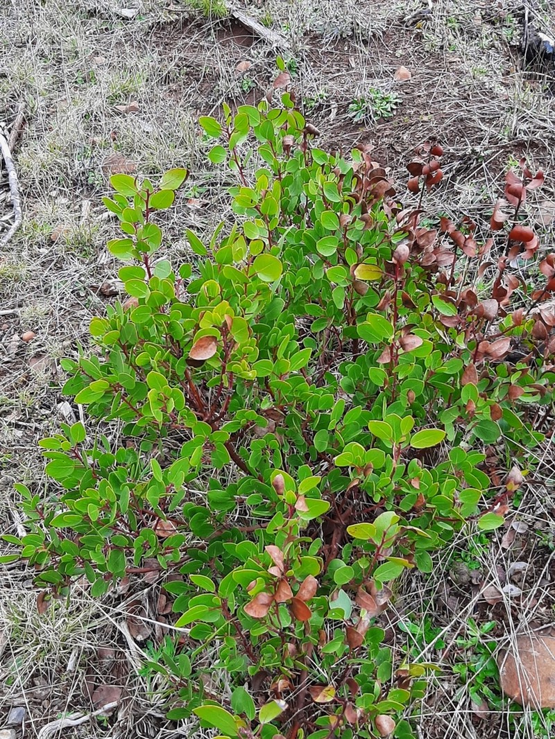 Greenleaf Manzanita photo 3