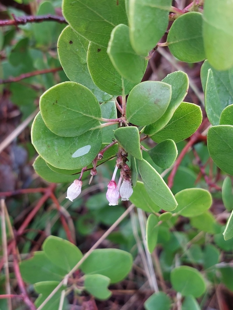 Greenleaf Manzanita photo 4
