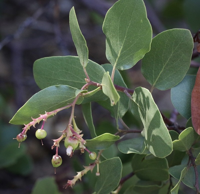 Greenleaf Manzanita photo 5