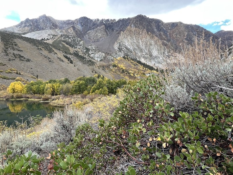 Greenleaf Manzanita photo 6