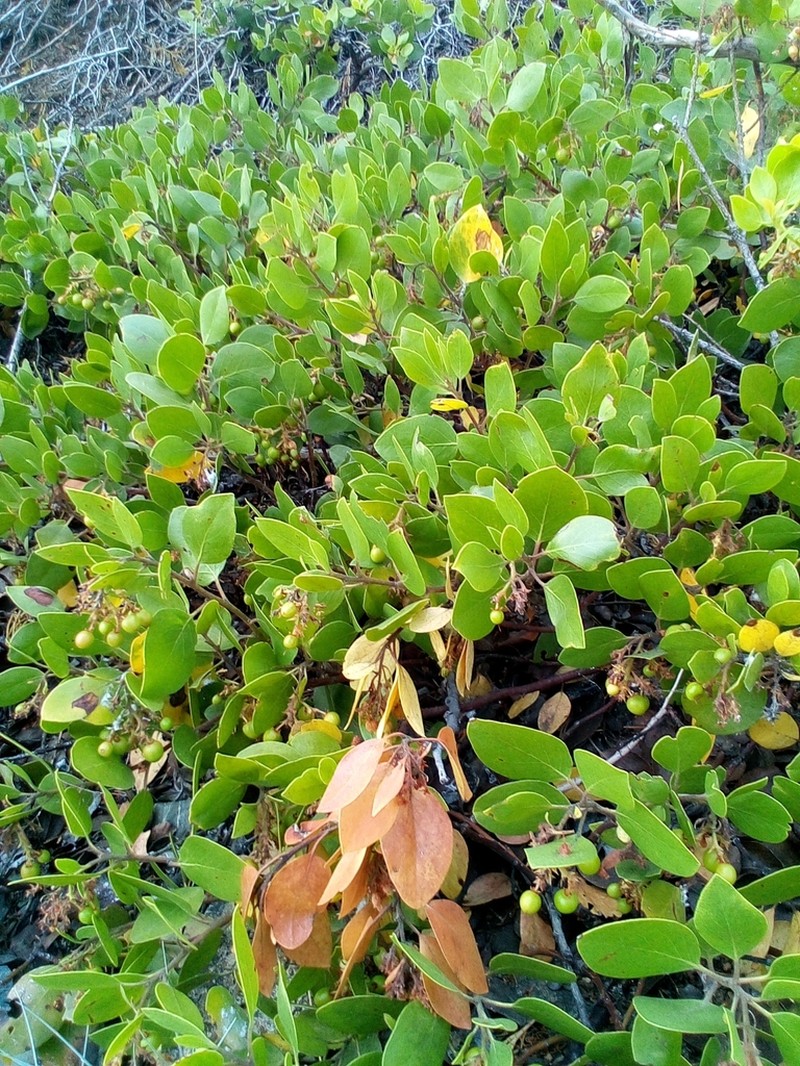 Greenleaf Manzanita photo 7
