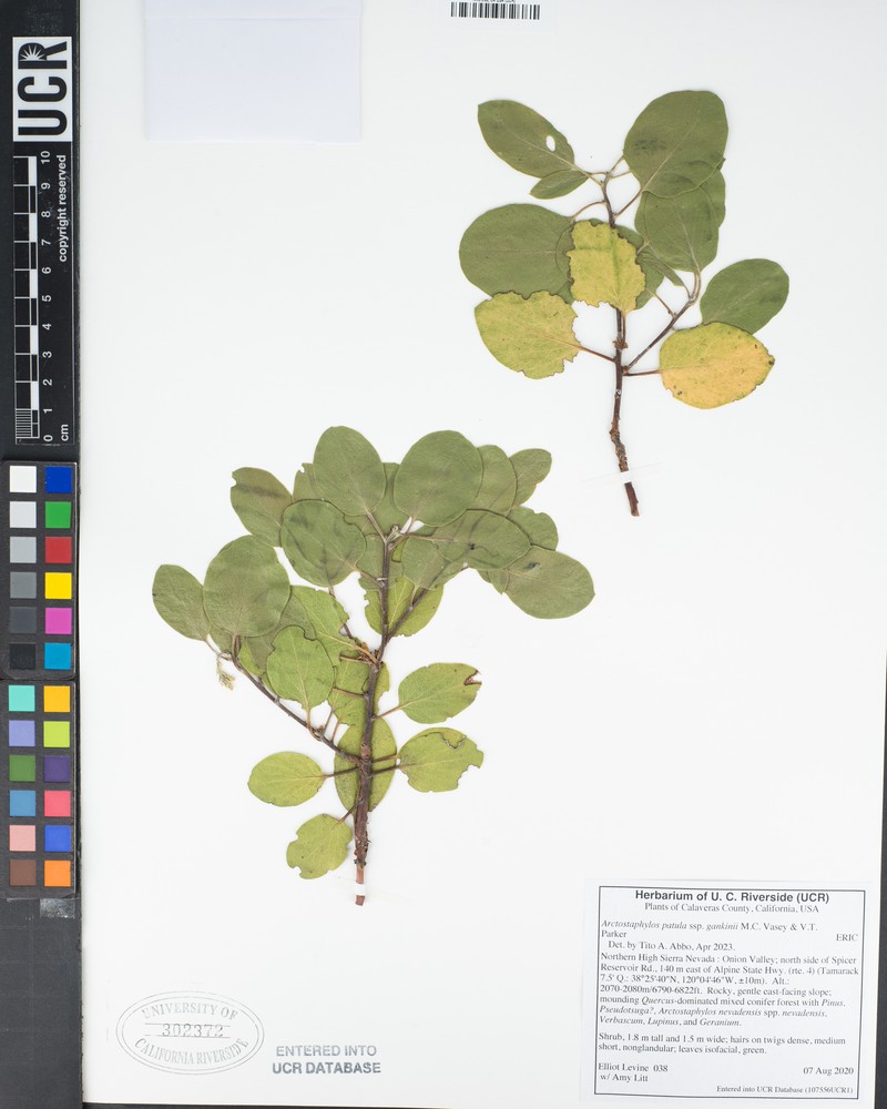 Arctostaphylos patula subsp. gankinii photo 3