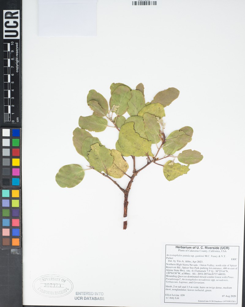 Arctostaphylos patula subsp. gankinii photo 4