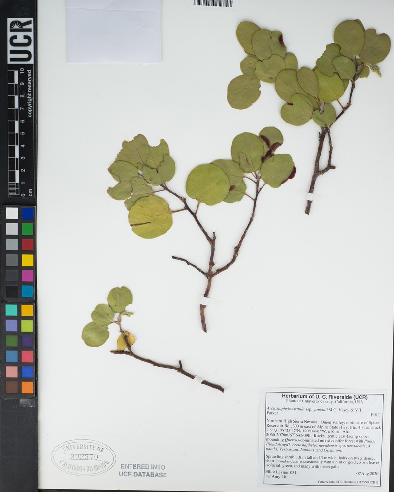 Arctostaphylos patula subsp. gankinii photo 5