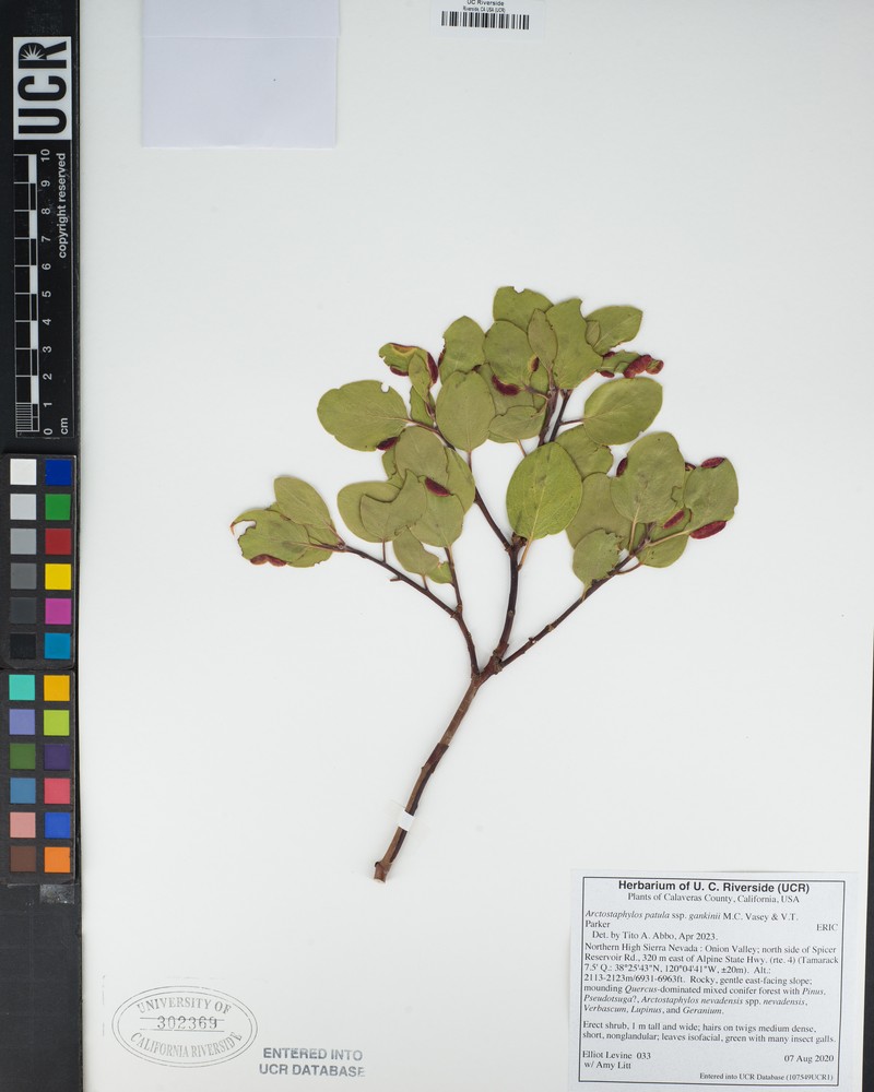 Arctostaphylos patula subsp. gankinii photo 6