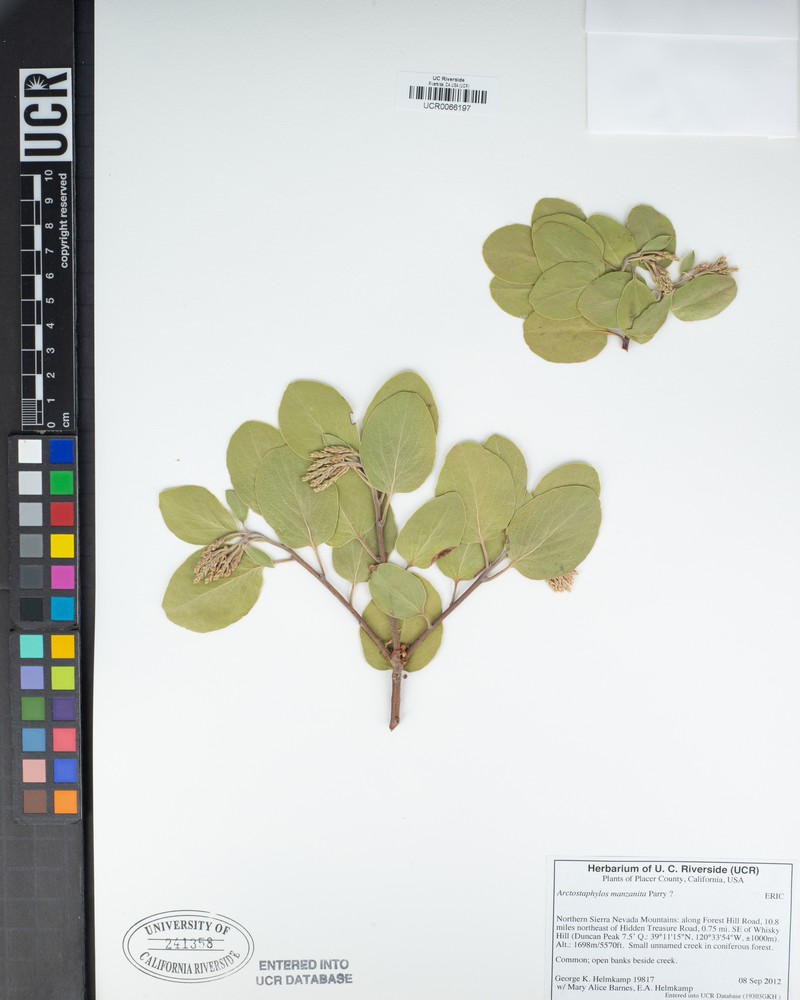 Arctostaphylos patula subsp. gankinii photo 7