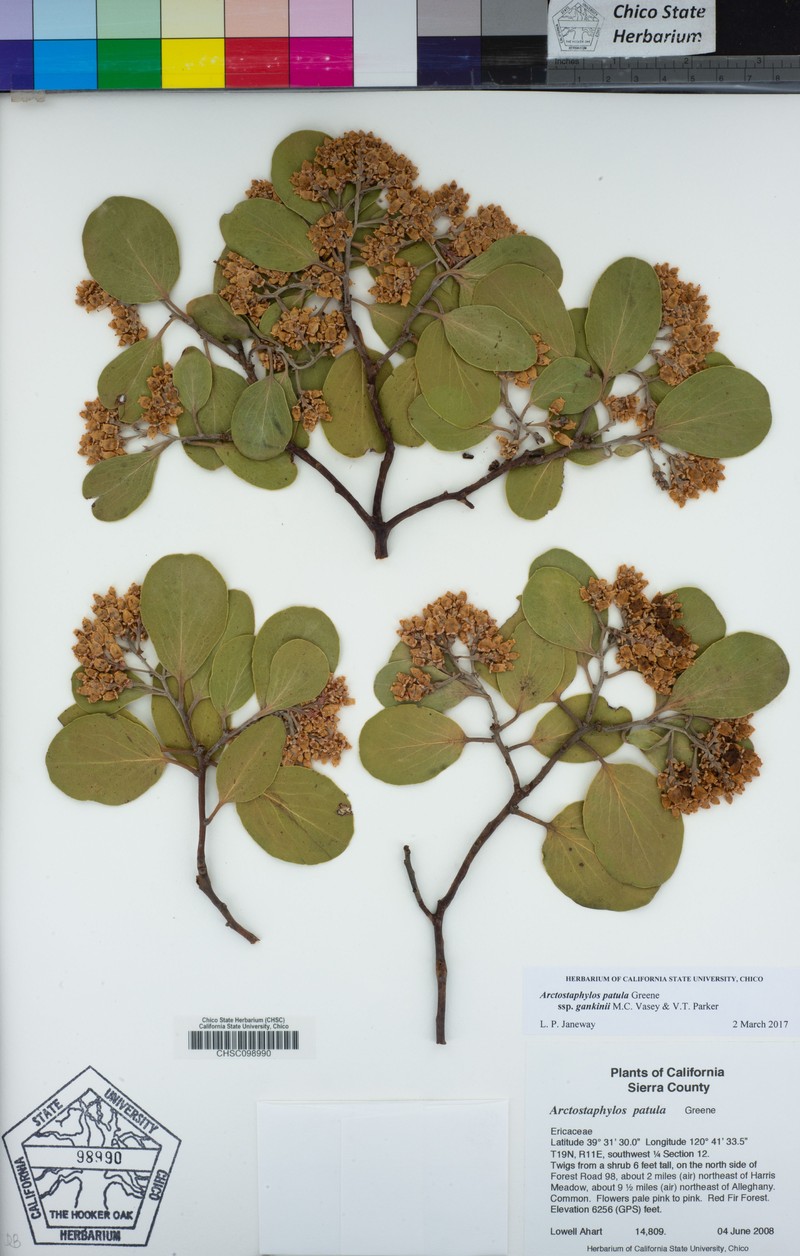 Arctostaphylos patula subsp. gankinii photo 8