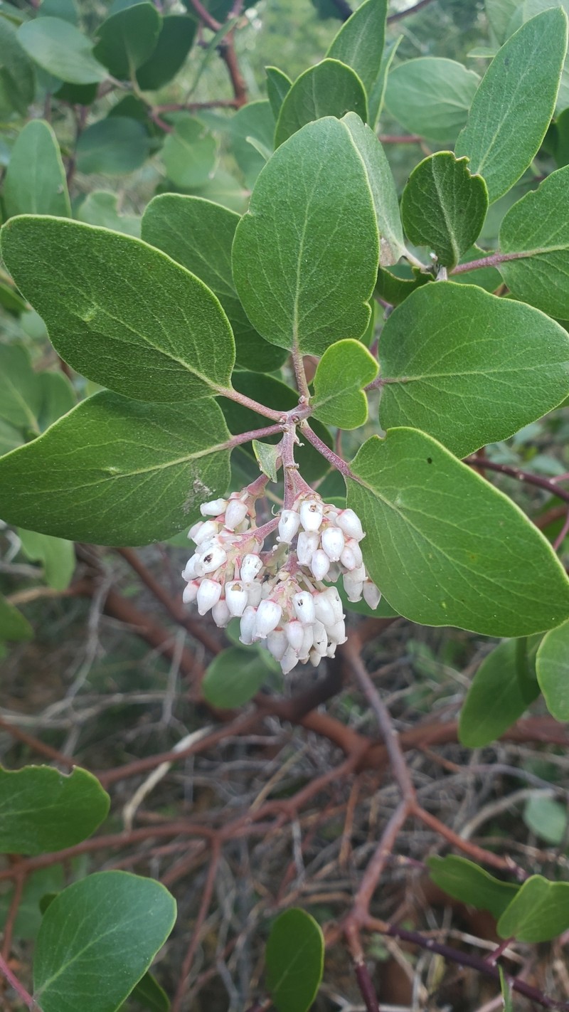 Arctostaphylos patula subsp. gankinii
