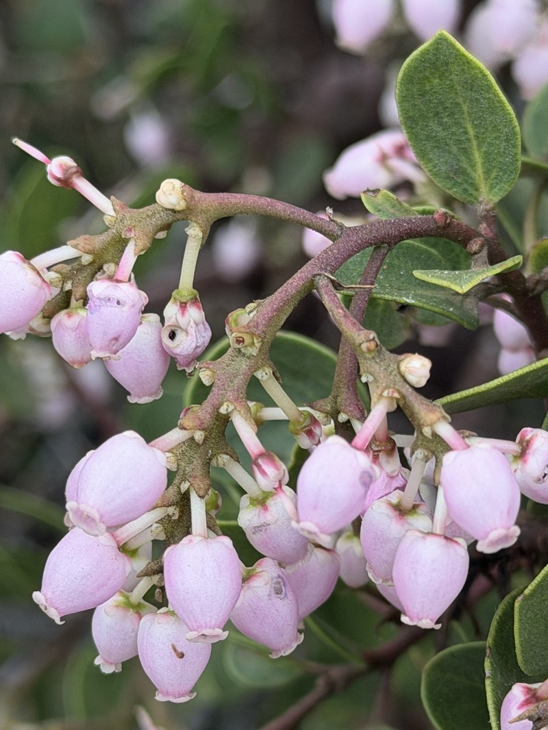 Arctostaphylos patula subsp. patula