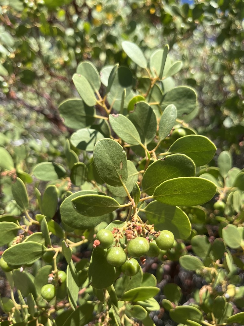 Arctostaphylos patula subsp. patula photo 2