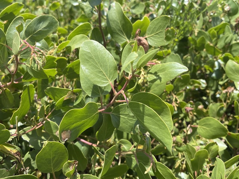 Arctostaphylos patula subsp. patula photo 3