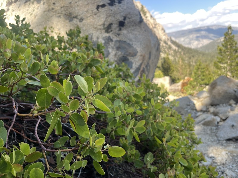 Arctostaphylos patula subsp. patula photo 4