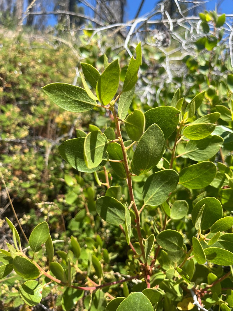 Arctostaphylos patula subsp. patula photo 5