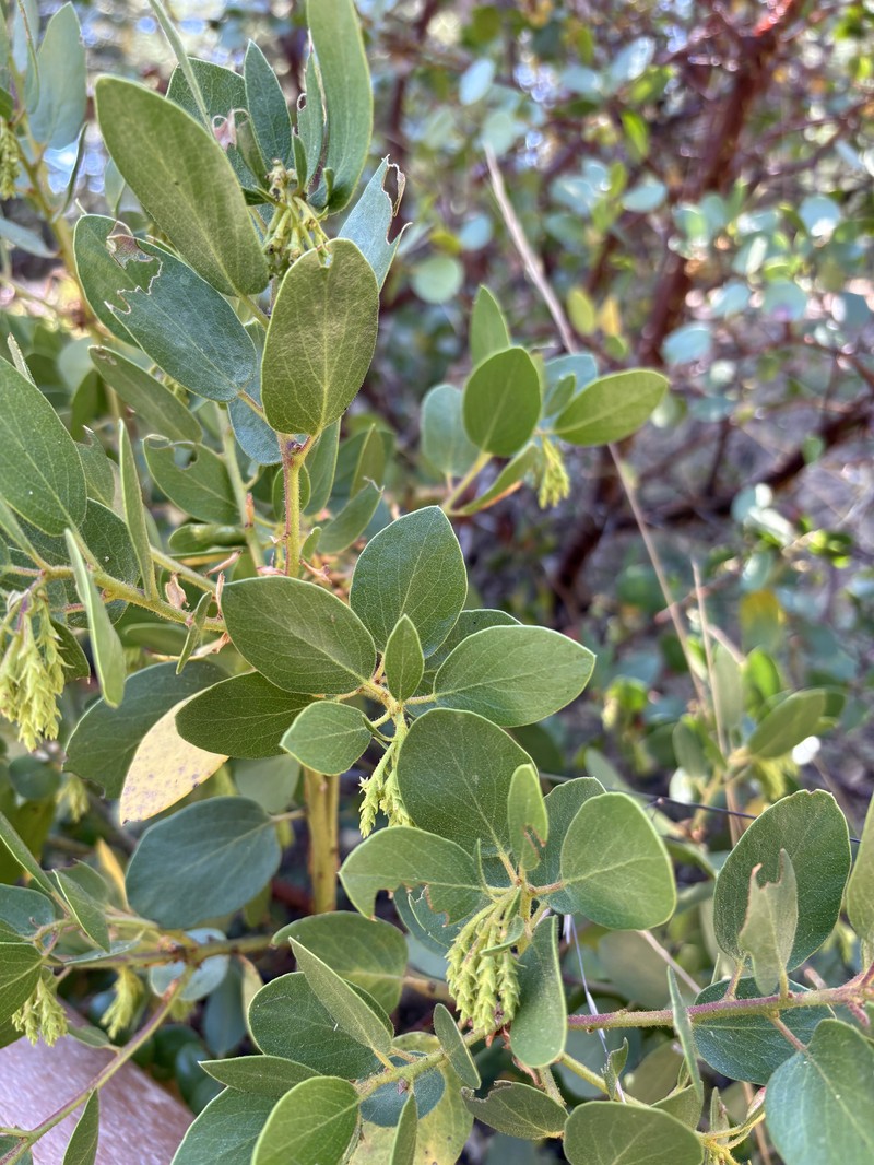 Arctostaphylos patula subsp. patula photo 6