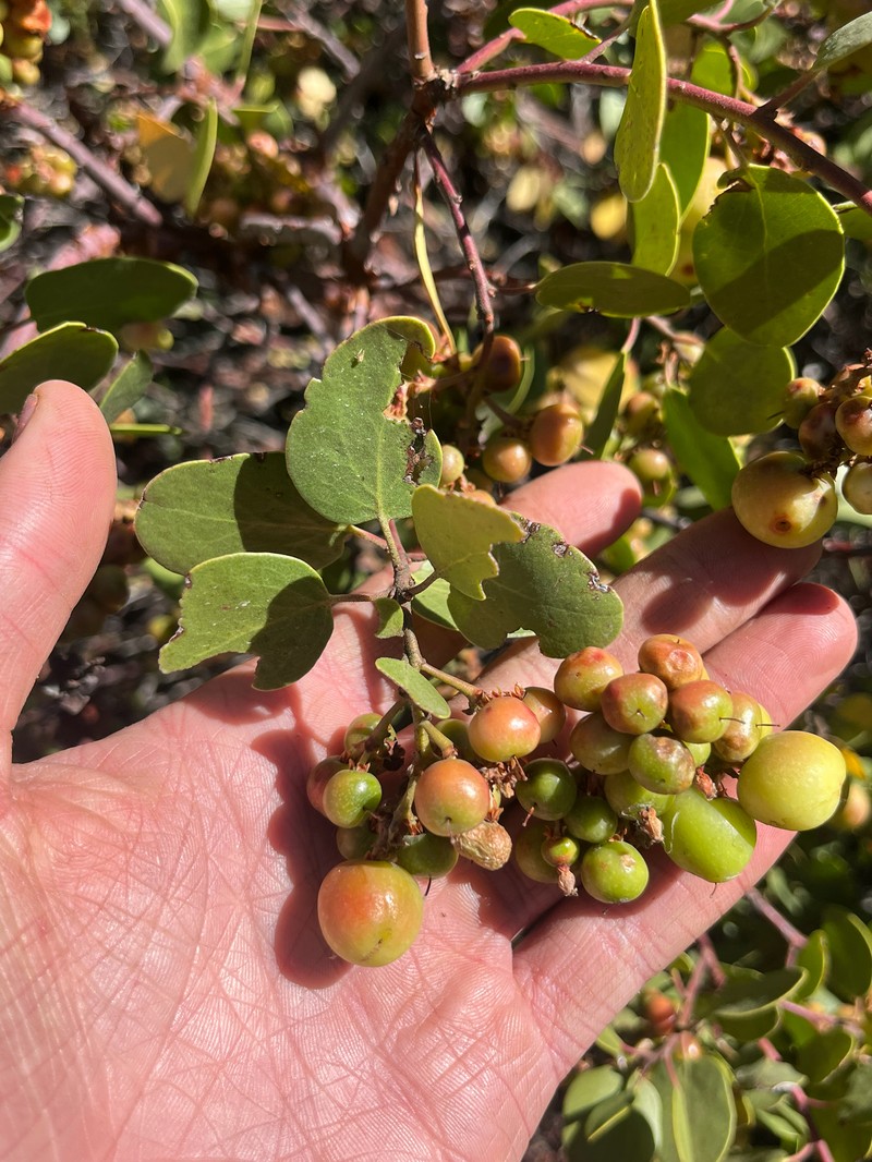 Arctostaphylos patula subsp. patula photo 7
