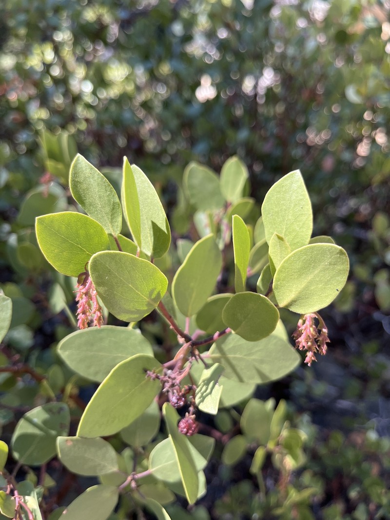 Arctostaphylos patula subsp. patula photo 8
