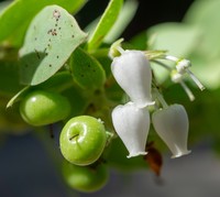 Pecho Manzanita