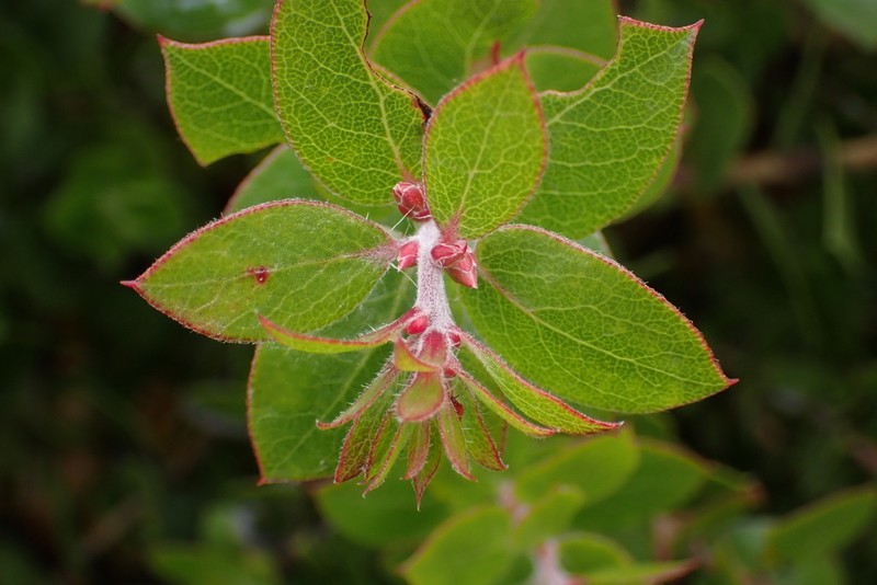 Pecho Manzanita photo 2