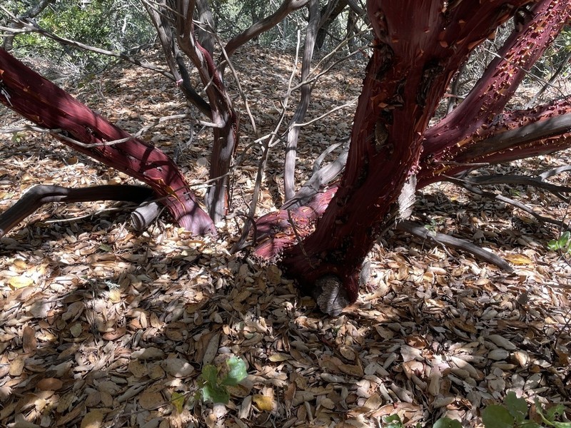 Pecho Manzanita photo 3