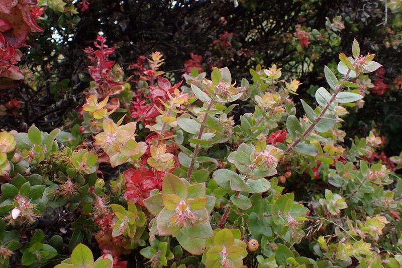 Pecho Manzanita photo 4