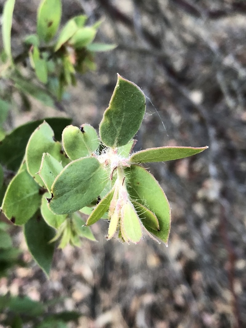 Pecho Manzanita photo 5