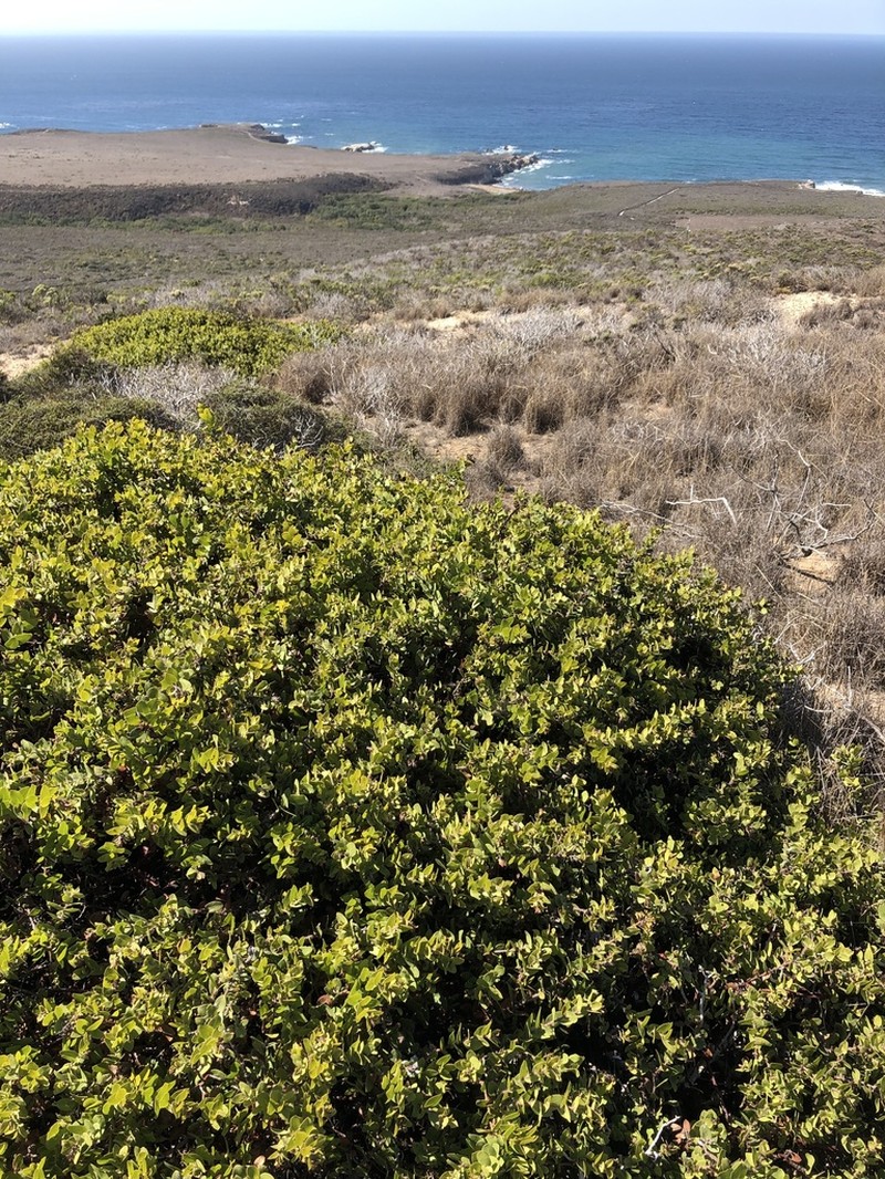 Pecho Manzanita photo 6