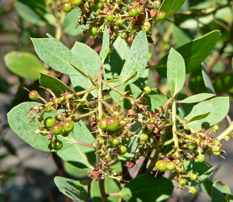 Peninsular Manzanita