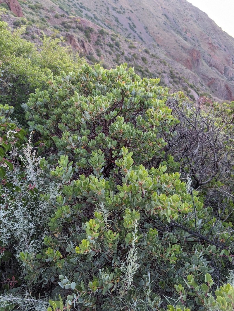 Peninsular Manzanita photo 2