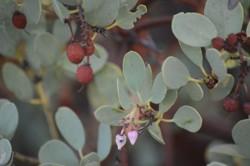 Peninsular Manzanita photo 3