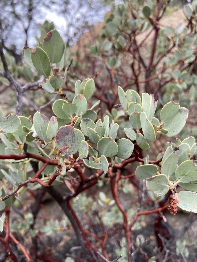 Peninsular Manzanita photo 4