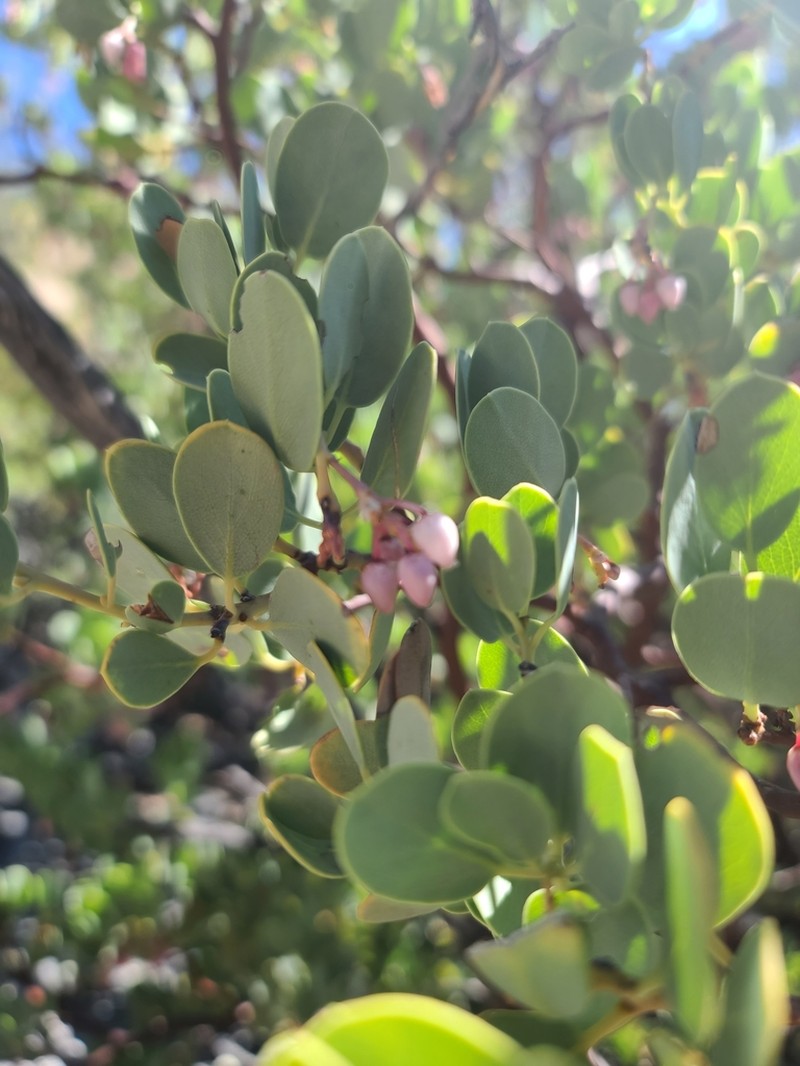Peninsular Manzanita photo 5