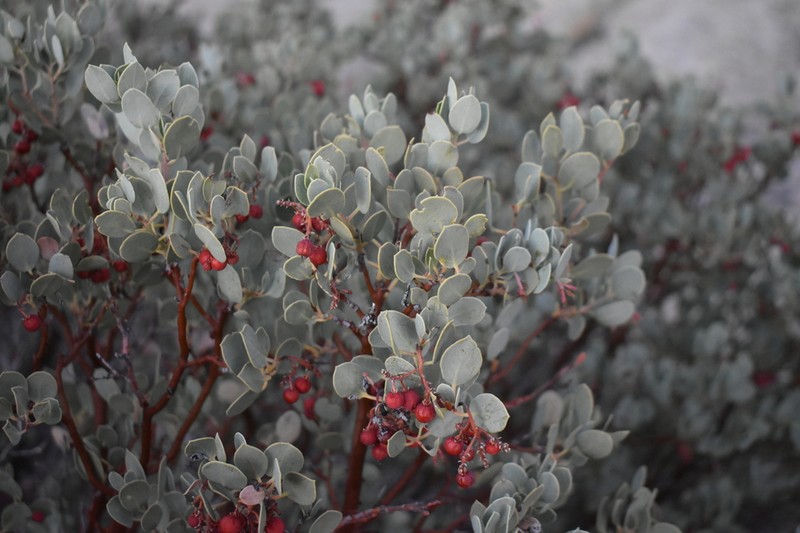 Peninsular Manzanita photo 6