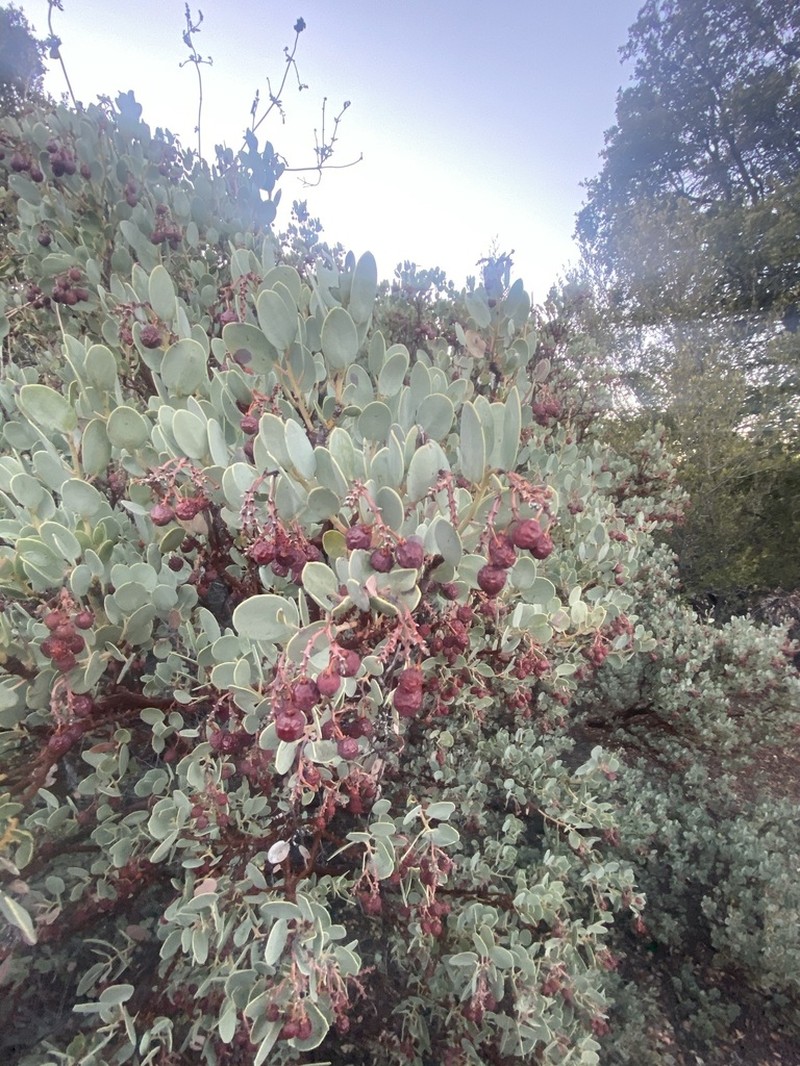 Peninsular Manzanita photo 7